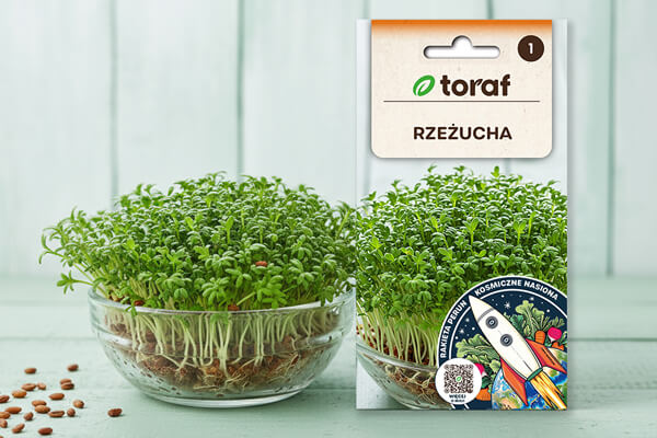 Nasiona rzeżuchy – mały ogródek pełen witamin