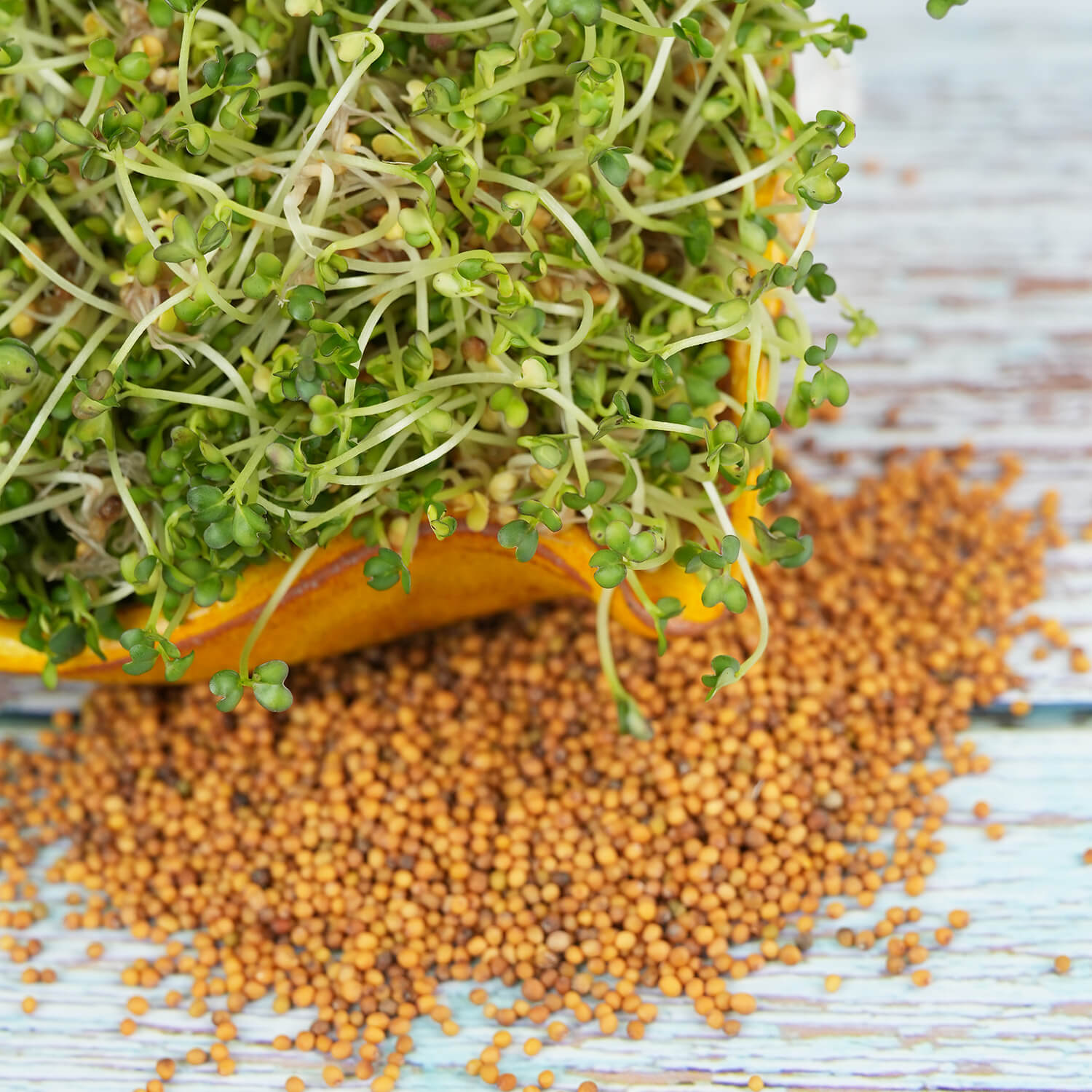 Nasiona na kiełki – Gorczyca sarepska 30g