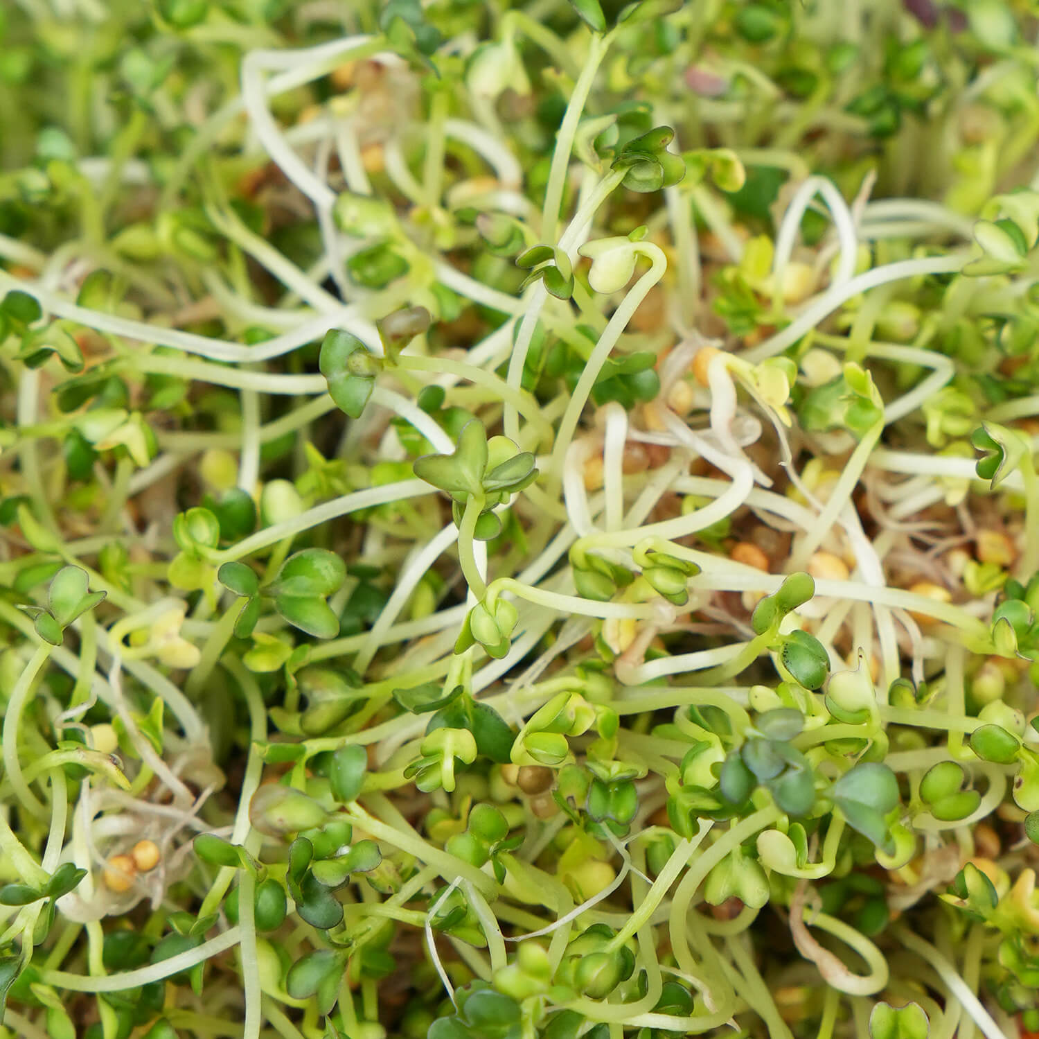 Nasiona na kiełki – Gorczyca sarepska 30g