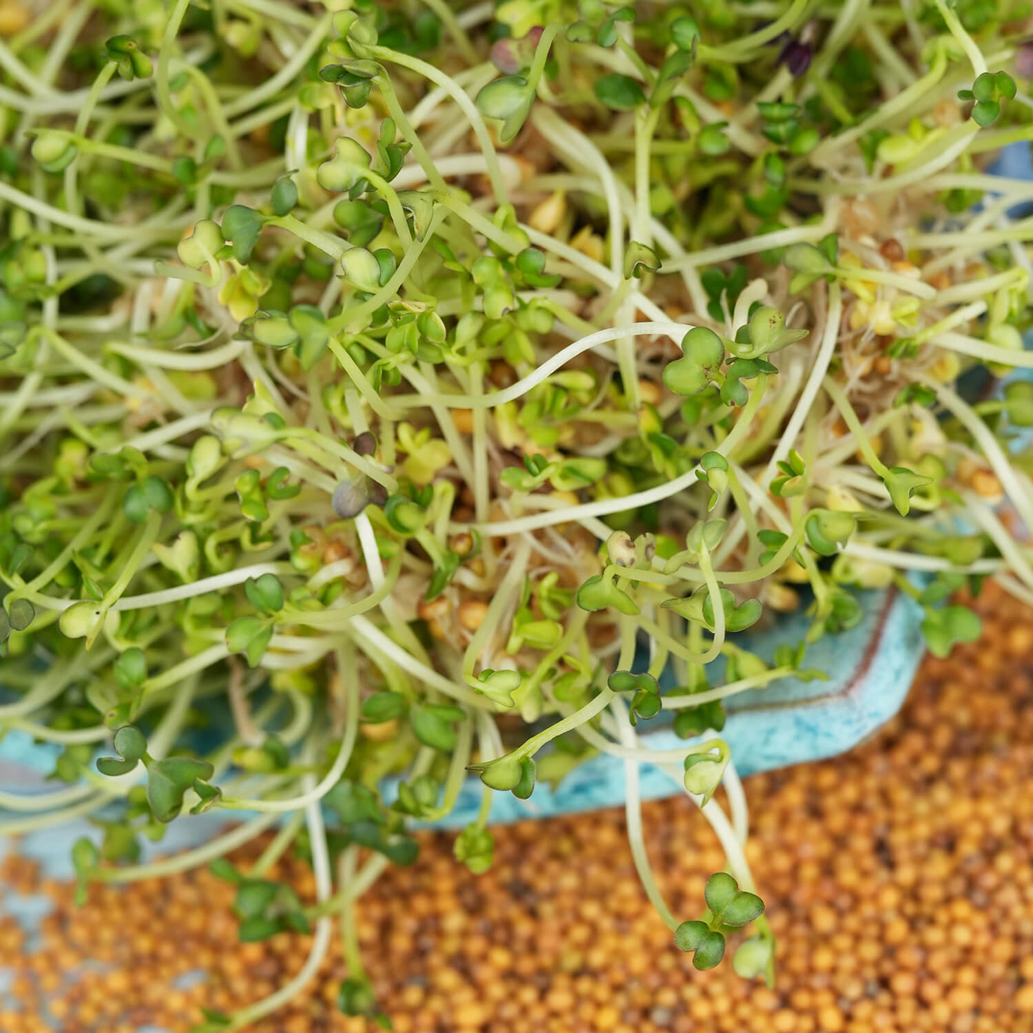 Nasiona na kiełki – Gorczyca sarepska 30g