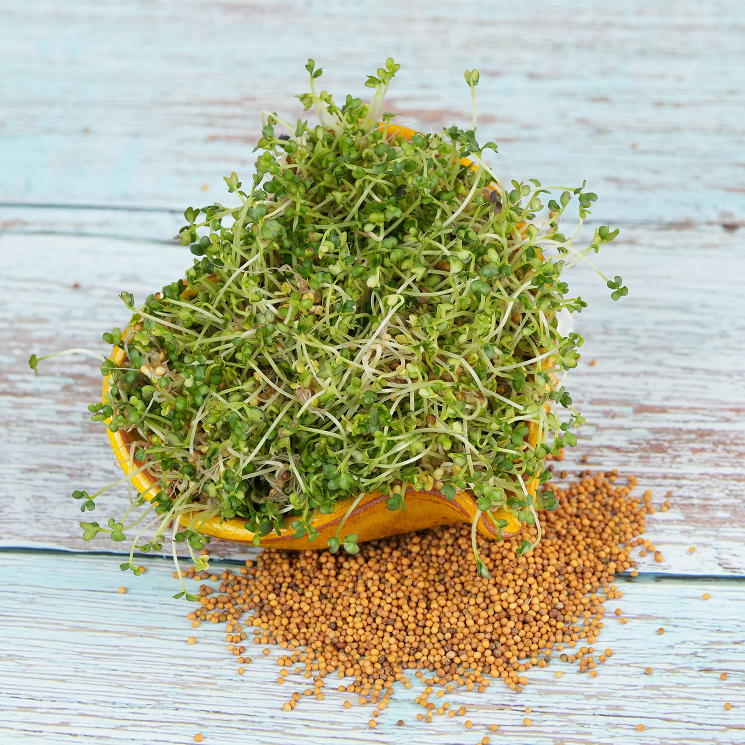 Nasiona na kiełki – Gorczyca sarepska 30g