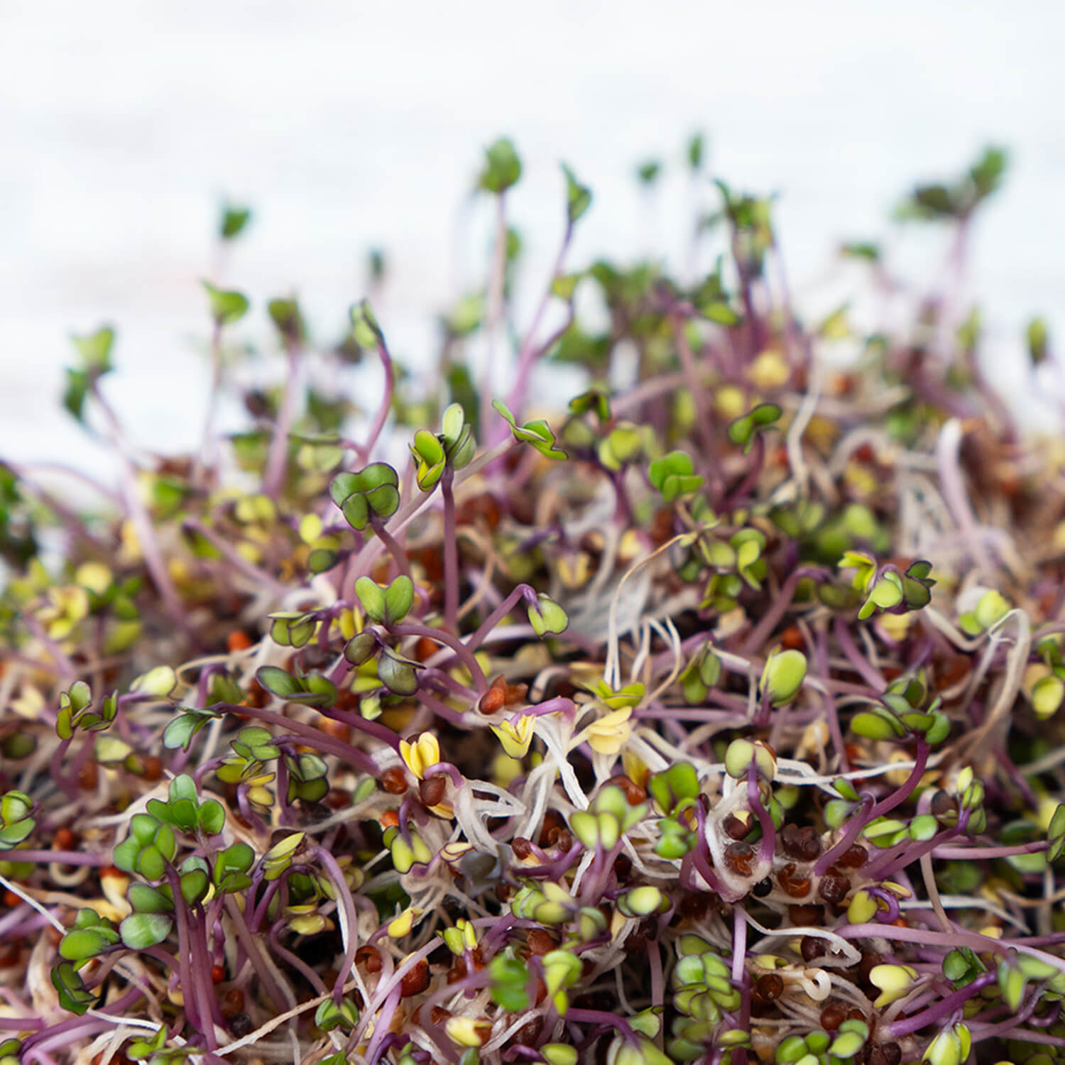 Nasiona na kiełki – Kapusta czerwona 10g