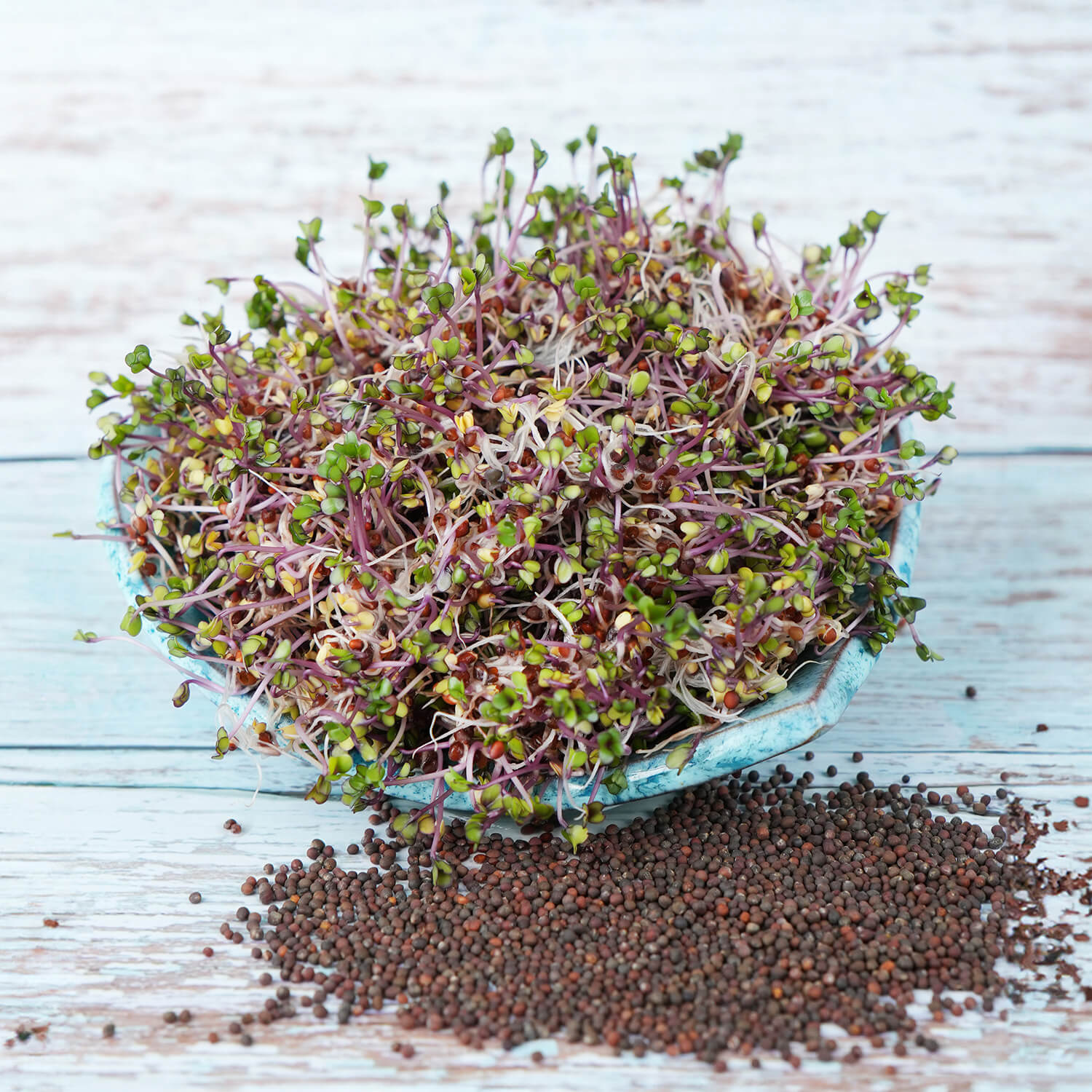 Nasiona na kiełki – Kapusta czerwona 10g