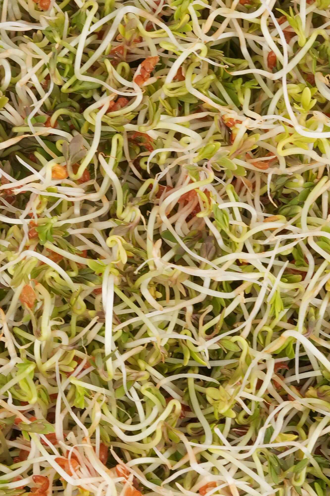 Nasiona na kiełki – Kosmiczna Rzeżucha 30g