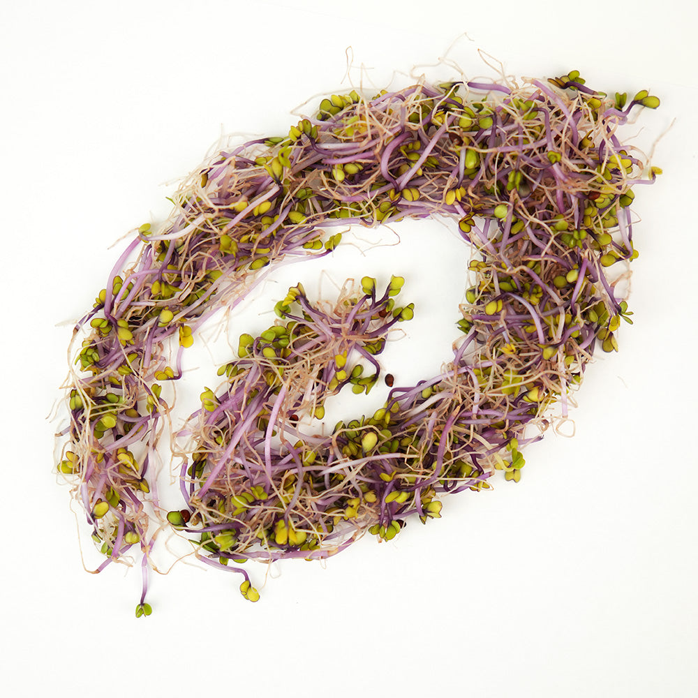 Kiełkująca nakrętka do słoików standardowych TORAF