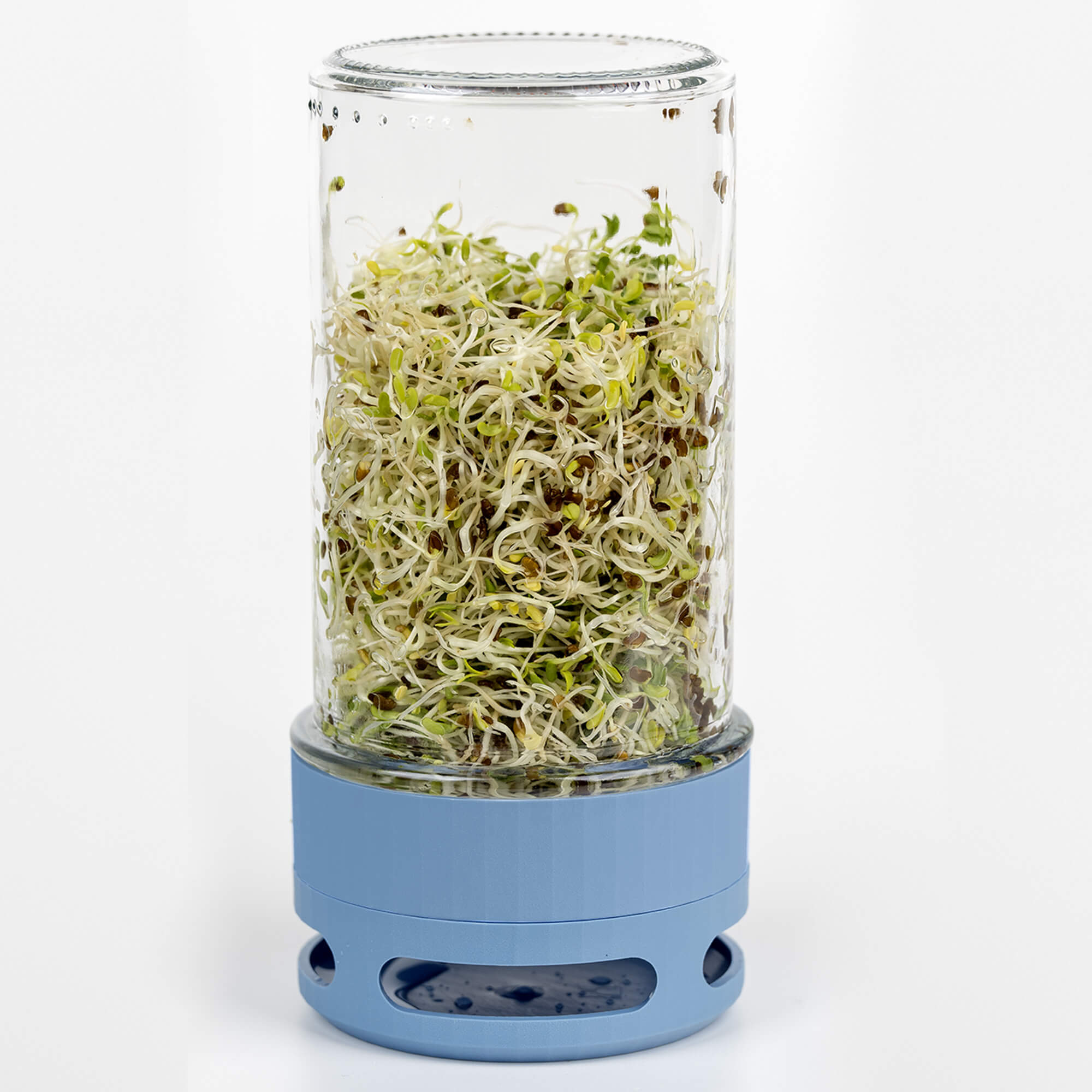 Kiełkownica słoikowa TORAF