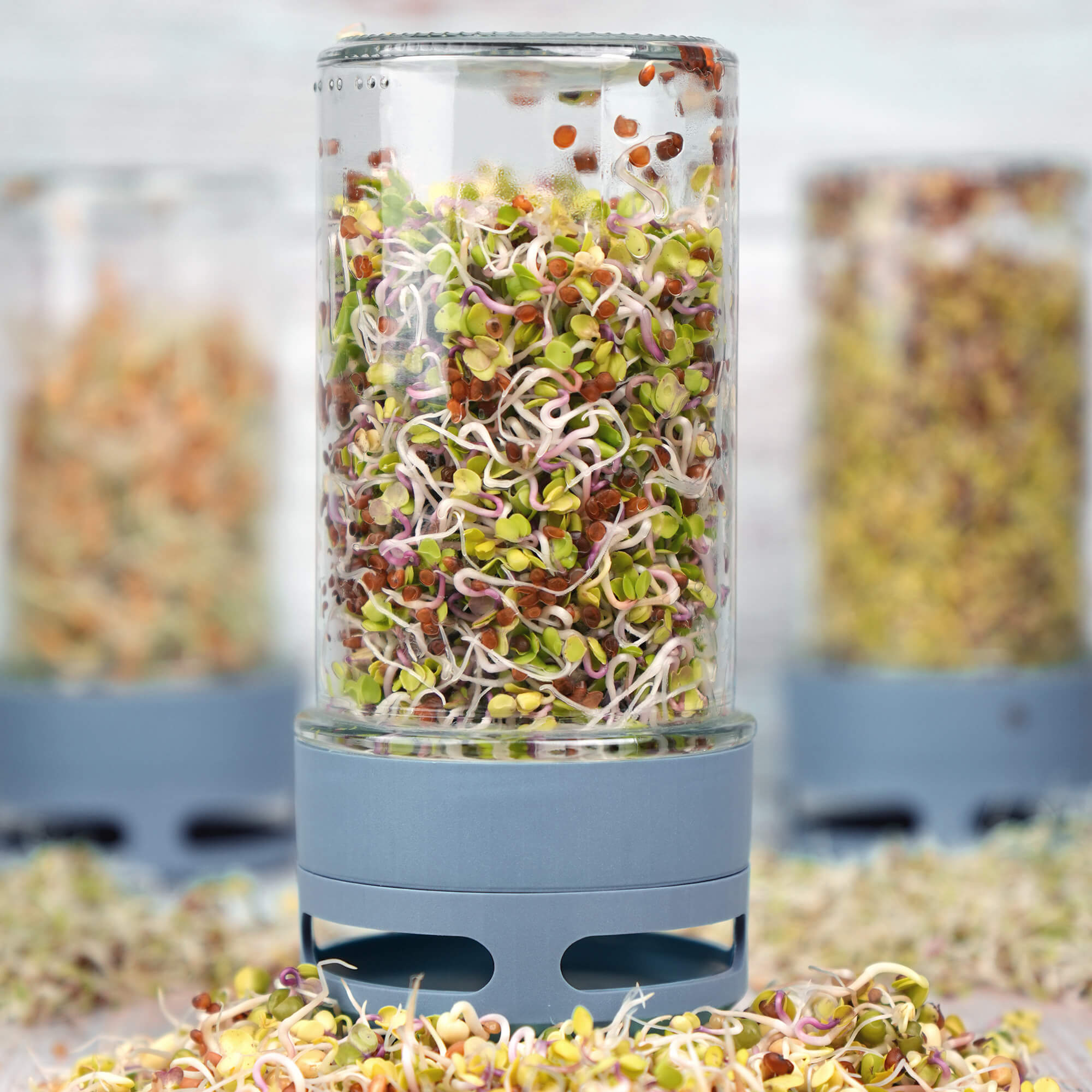 Kiełkownica słoikowa TORAF