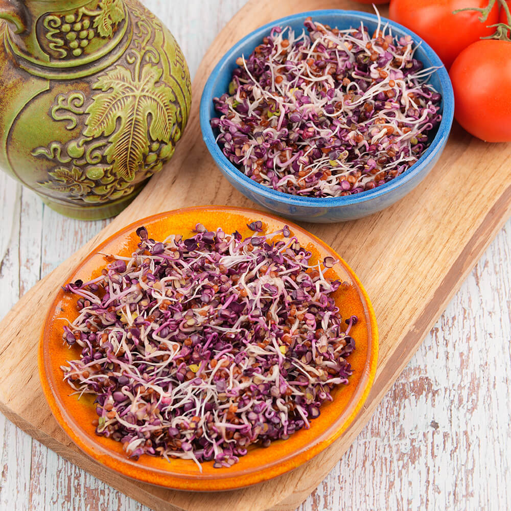 Kiełkownica trzypoziomowa – TORAF