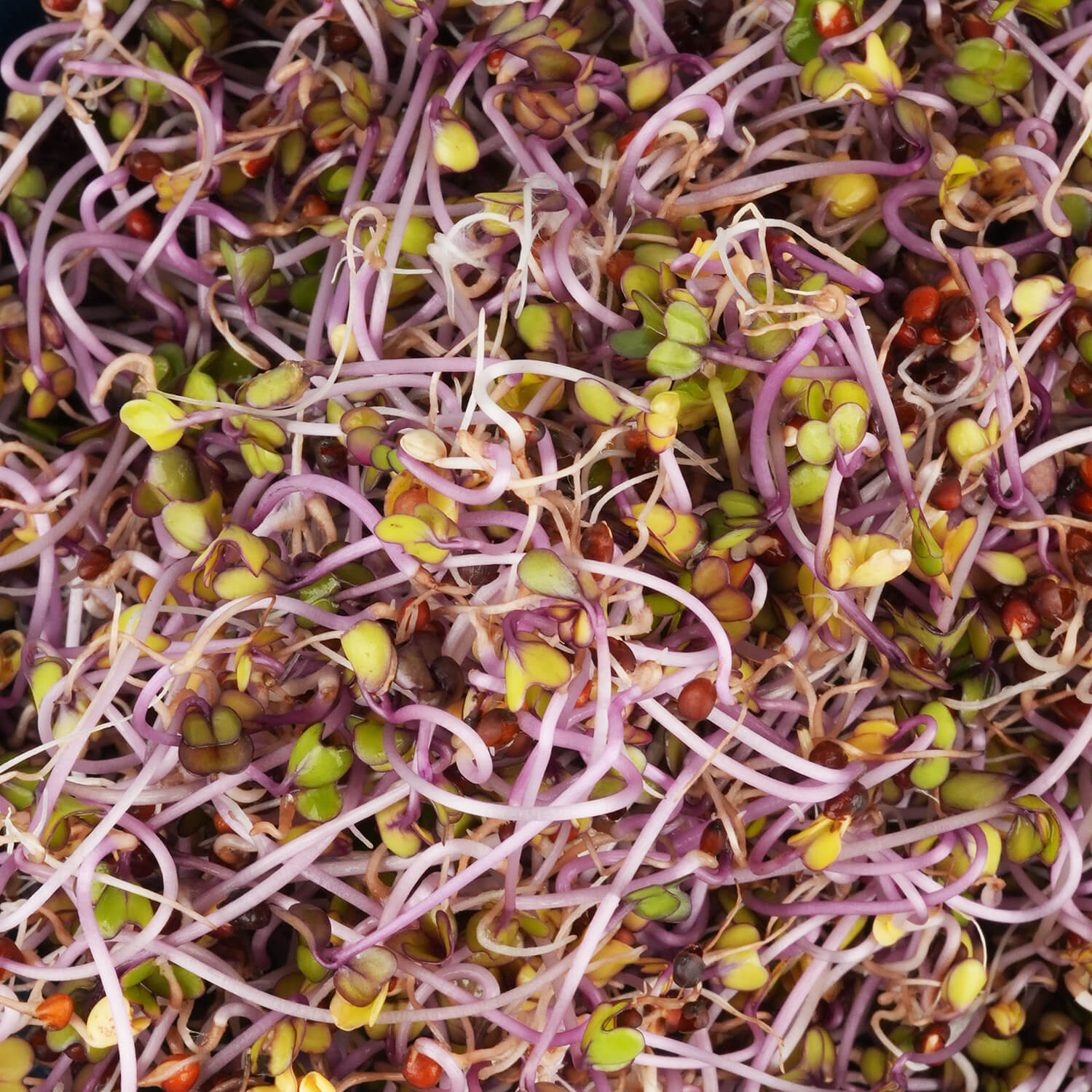 Nasiona na kiełki – Kalarepa czerwona 10g