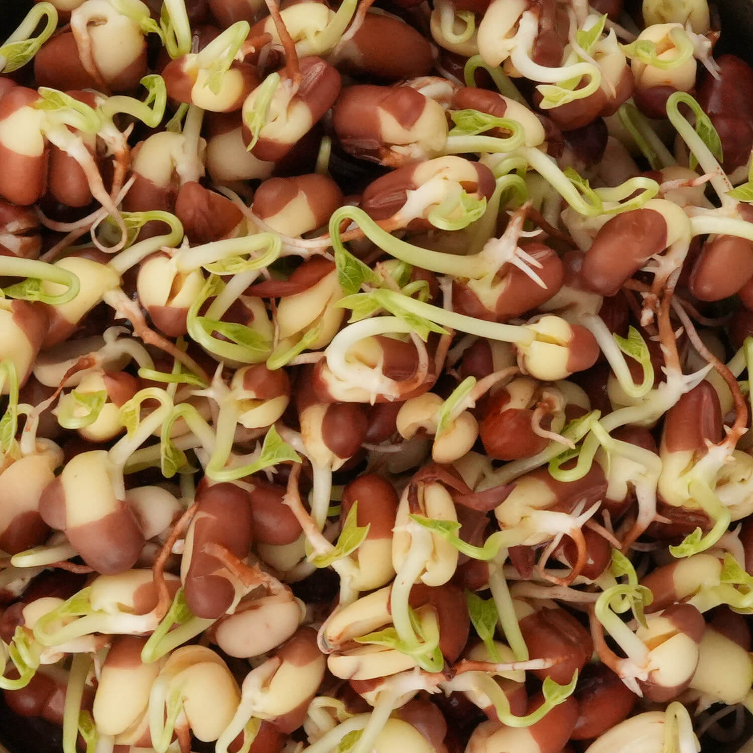 Nasiona na kiełki – Fasola Adzuki 50g