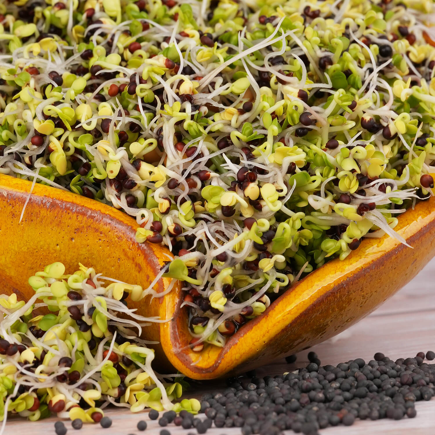 Nasiona na kiełki – Jarmuż czerwony 10g