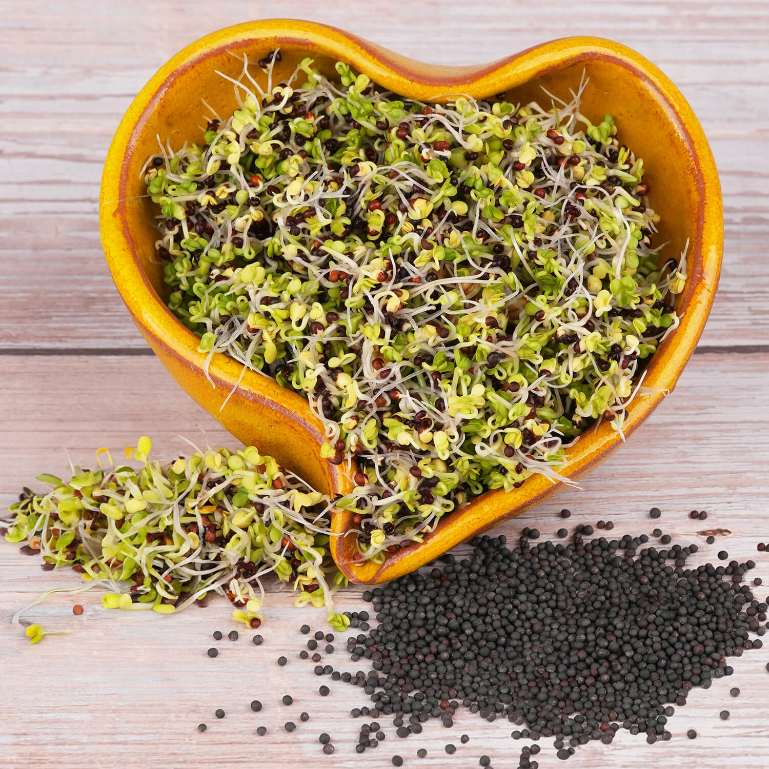 Nasiona na kiełki – Jarmuż czerwony 10g