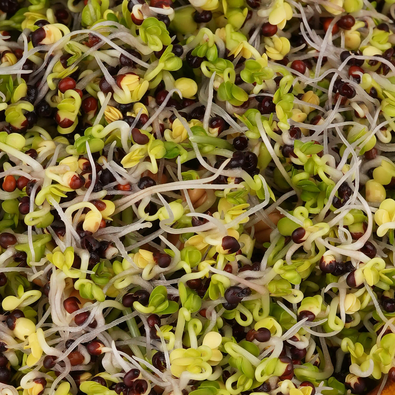 Nasiona na kiełki – Jarmuż czerwony 10g