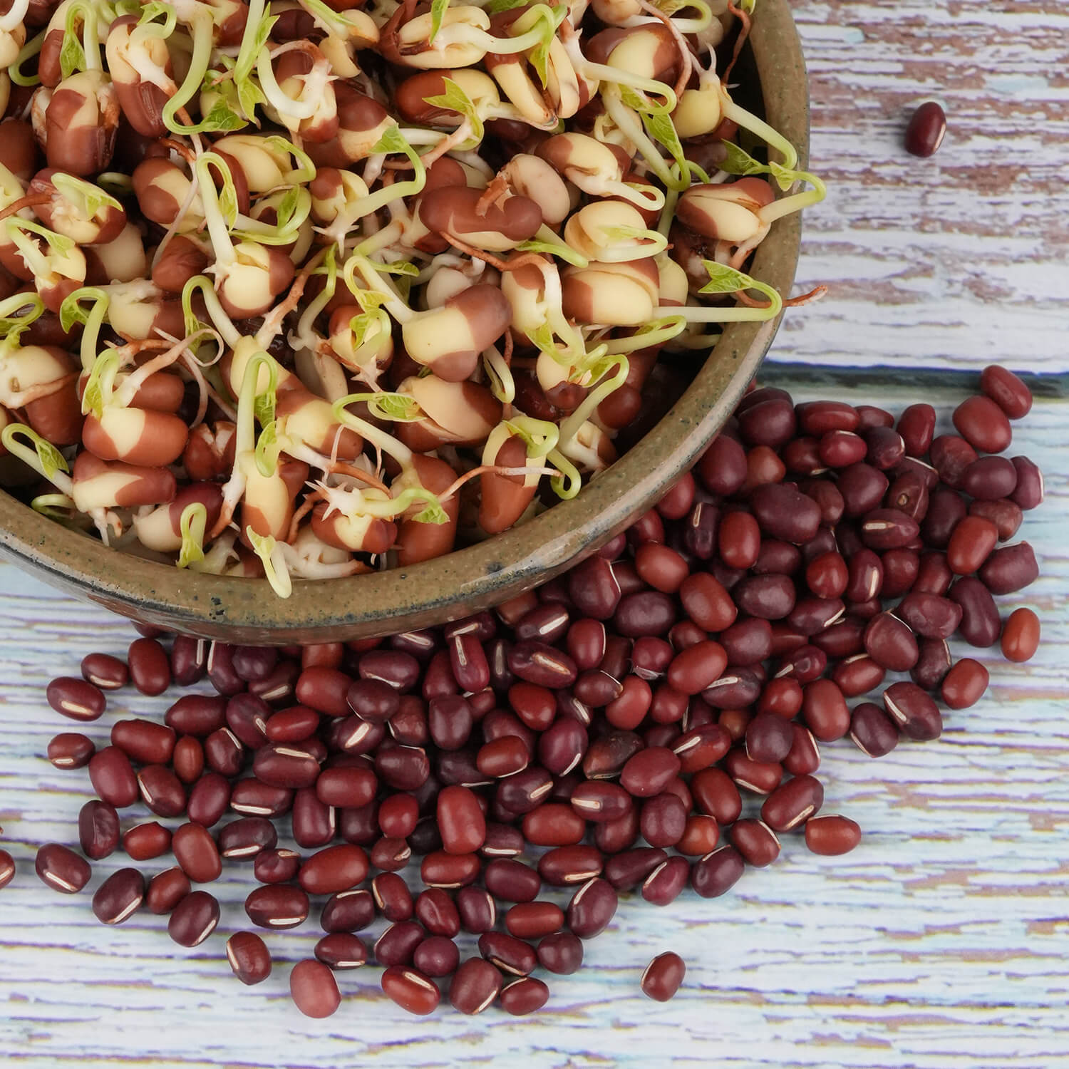 Nasiona na kiełki – Fasola Adzuki 50g