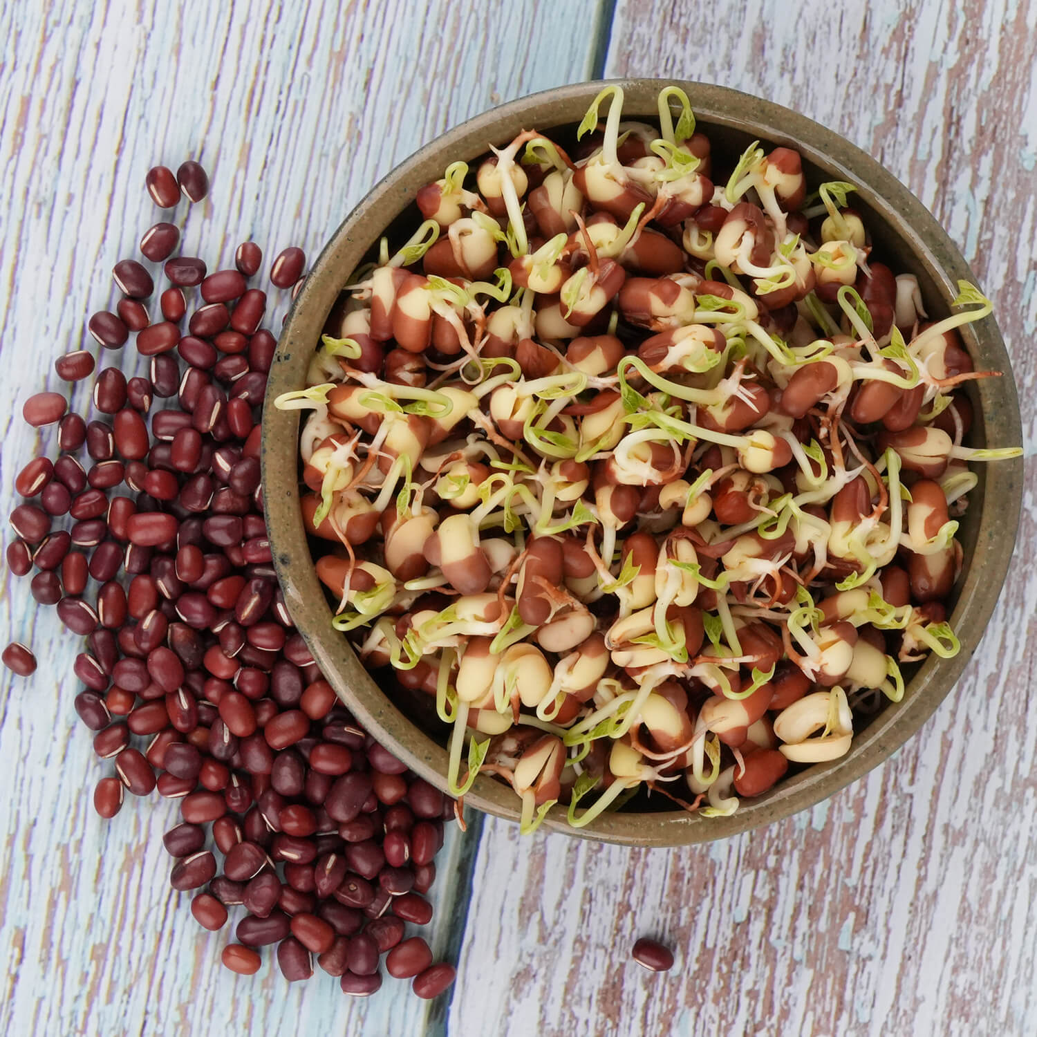 Nasiona na kiełki – Fasola Adzuki 50g