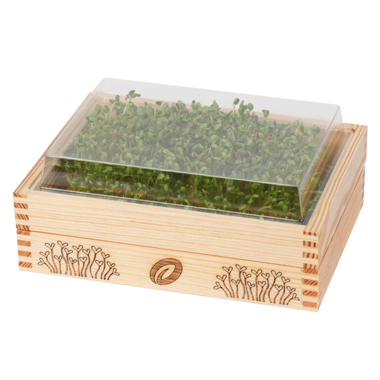 YE!greens zerstaw do uprawy microgreens