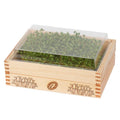 YE!greens zerstaw do uprawy microgreens